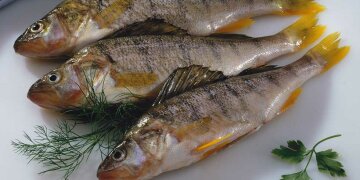 3 rohe Fische auf einem Teller, Dill und Petersilie