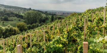 Blick über Reben eines Weinbergs ins Tal hinein, am Horizont ein Ort in Sicht