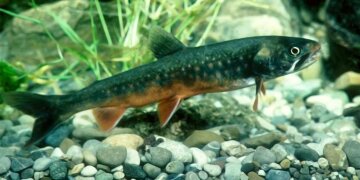 Schwarzreuther im Aquarium, deitliche Aufnahme, Kieselsteine am Boden