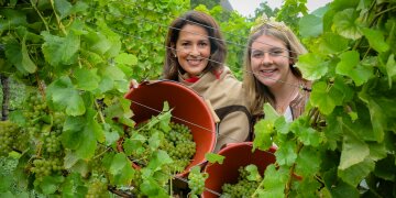 Ministerin Michaela Kaniber und die Fränkische Weinkönigin Antonia Kraiß stehen im Weinberg und halten jeweils einen Eimer mit geernteten Weintrauben in die Kamera
