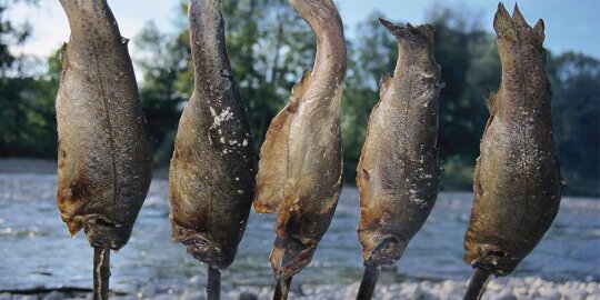 5 Steckerlfisch am Flussufer aufgespießt