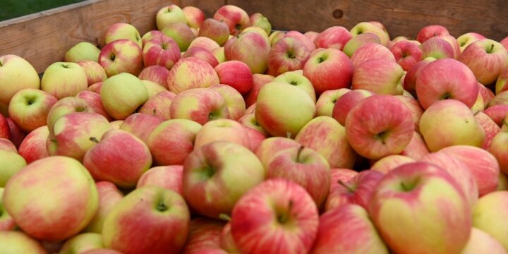 viele gelb-rote Äpfel in einer großen Paletten-Holzkiste